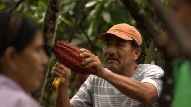 471181_sustainabilitythriving peoplesupply chaincocoa harvesting 676x450.jpg