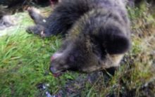 471502_medved 2kopia 676x423.jpg