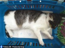 471504_244378323_4859899274040256_4674076288930549487_n 676x501.jpg