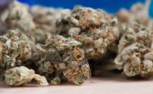 476442_cannabis g17390b64d_1280 676x414.jpg