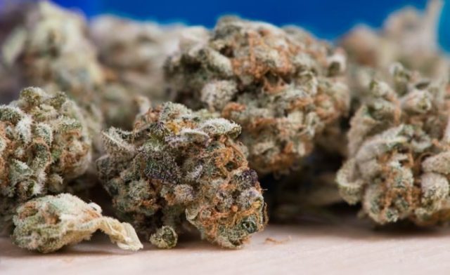 476442_cannabis g17390b64d_1280 676x414.jpg
