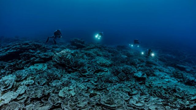 477788_tahiti_coral_reef_92281 97b421f3476b47f0beb2c7e25d127561 676x447.jpg