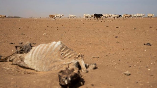 479413_ethiopia_horn_of_africa_hunger_28362 6eb2bf609324412e80da6d3680ae369e 676x451.jpg