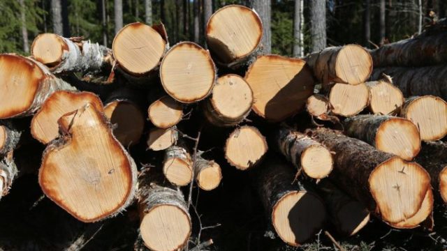 485014_forest g08c6d9c2a_1280 676x450.jpg