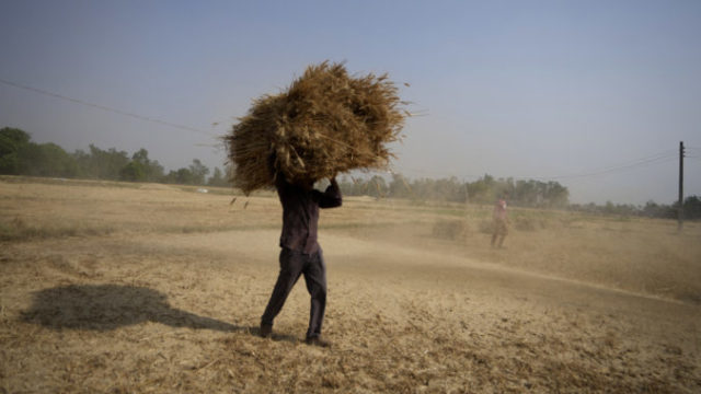 485400_india_wheat_export_67294 c0bbb60bfb6749628c7ba84d6e7b019a 676x444.jpg