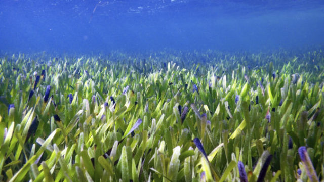 486752_largest_plant_43773 273f837e84d34bea9bccf94cfcd1d724 676x451.jpg
