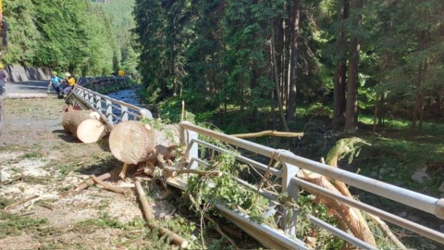 487645_strom krkonose 676x381.jpg