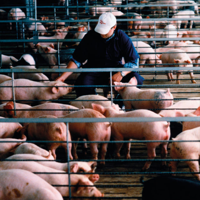 490732_efsa some square farmer 676x676.jpg