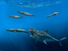 490916_giant_shark_20146 1d1e668ef47c420f99183f94613e3166 676x502.jpg