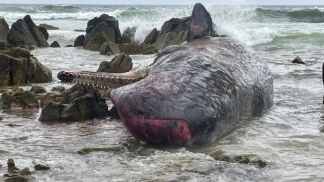 492827_australia_dead_whales_16221 c4215974b86a4509b115b825642a59ae 676x451.jpg