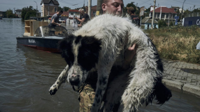 505550_russia_ukraine_war_animal_rescue_76131 676x451.jpg