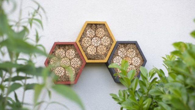 506448_aupark_hmyz1 676x451.jpg