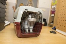 508938_whiskas_adopce_kocekimg_1192 s 676x451.jpg