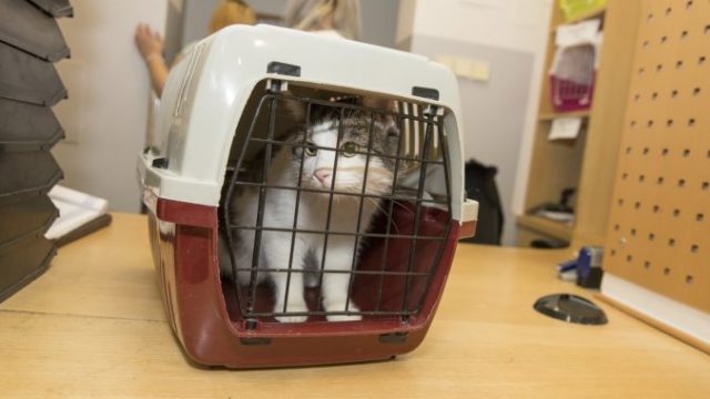 508938_whiskas_adopce_kocekimg_1192 s 676x451.jpg