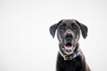 511477_22.11.22_dogs_mpcstudiowhite 8 676x451.jpg