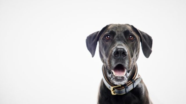511477_22.11.22_dogs_mpcstudiowhite 8 676x451.jpg