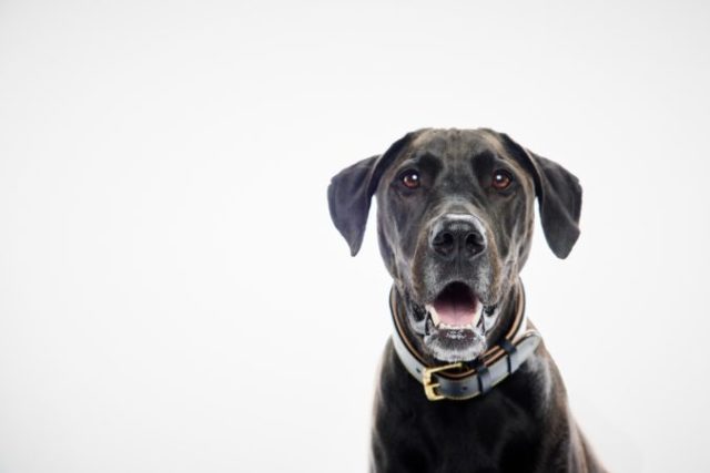 511477_22.11.22_dogs_mpcstudiowhite 8 676x451.jpg
