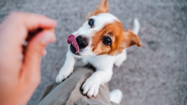 514086_pedigree pozitivna motivacia psov foto shutterstock 1s 676x451.jpg