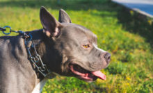 514116_american bully 676x412.jpg