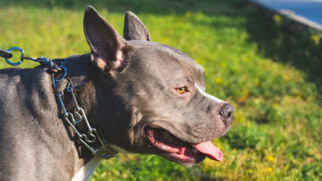 514116_american bully 676x412.jpg