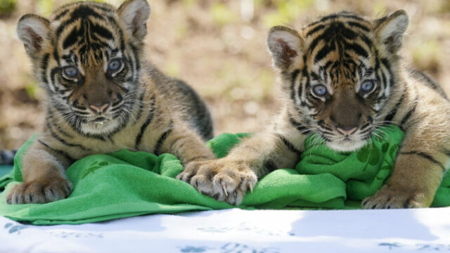 535038_endangered_sumatran_tiger_cubs_18851 676x390.jpg