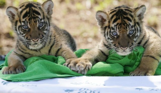 535038_endangered_sumatran_tiger_cubs_18851 676x390.jpg