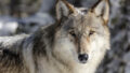 542259_wolf_attack sheep_killed_12790 154a20026d1241ff90c1bbfd62cb521b 676x451.jpg