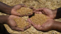 547763_zimbabwe_wheat_00341 676x443.jpg