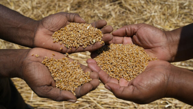547763_zimbabwe_wheat_00341 676x443.jpg