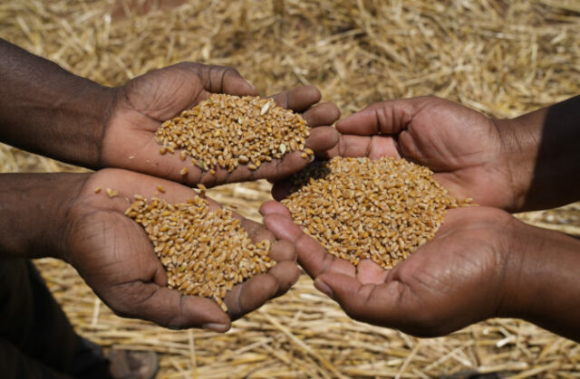 547763_zimbabwe_wheat_00341 676x443.jpg
