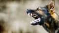 547783_gettyimages 1222256422 676x463.jpg