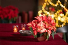 551273_2025_vianocne ruze_03000_duch vianoc_26 676x451.jpg