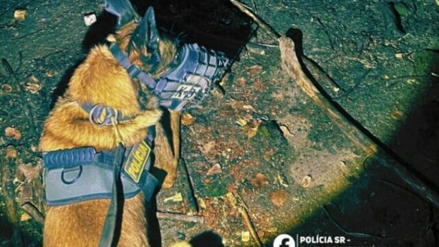 551647_policajny pes max 676x441.jpg