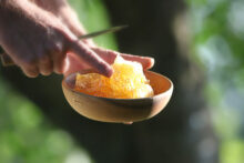 552653_vceli kut 676x451.jpg