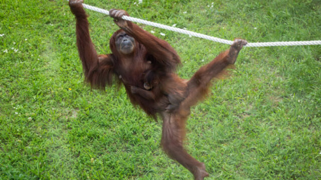 553722_64e095c583b90480653355 1 676x451.jpg