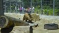 554022_medved zoo spisska nova ves 676x448.jpg