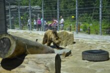 554022_medved zoo spisska nova ves 676x448.jpg