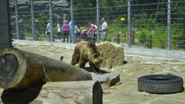 554022_medved zoo spisska nova ves 676x448.jpg