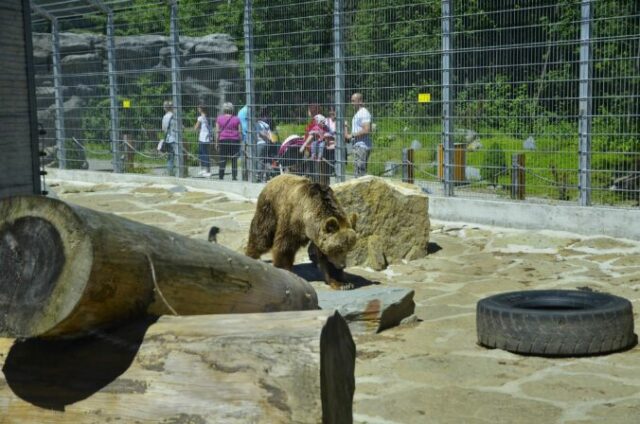 554022_medved zoo spisska nova ves 676x448.jpg