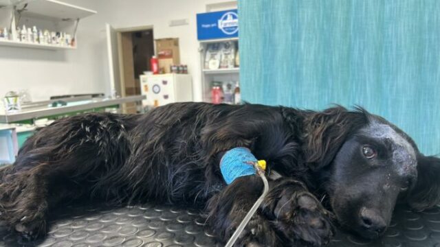 555366_635145170_1339497028215862_5835866272553132410_n 676x507.jpg