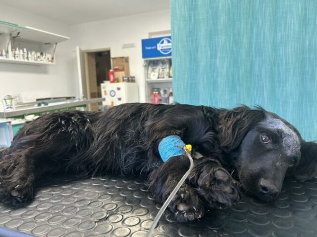 555366_635145170_1339497028215862_5835866272553132410_n 676x507.jpg