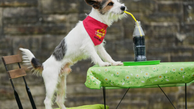 558134_aptopix_germany_dog_show_79575 676x451.jpg