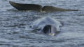 562370_iceland_whaling_85954 676x454.jpg