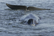 562370_iceland_whaling_85954 676x454.jpg