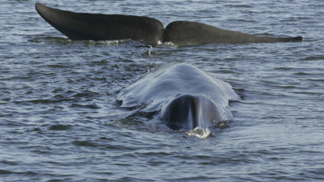 562370_iceland_whaling_85954 676x454.jpg