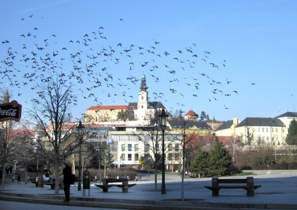 562509_nitra 1.jpg