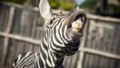 564903_gettyimages 867131728 676x451 1.jpg