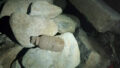 565102_64466610cd29d120046592 676x470 1.jpg