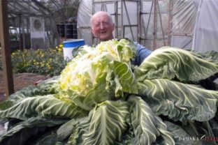 V záhrade obrov: Muž dopestoval gigantický karfiol, nakŕmi celú dedinu