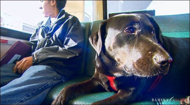 Šikovný labrador sa sám vozí mestským autobusom do parku